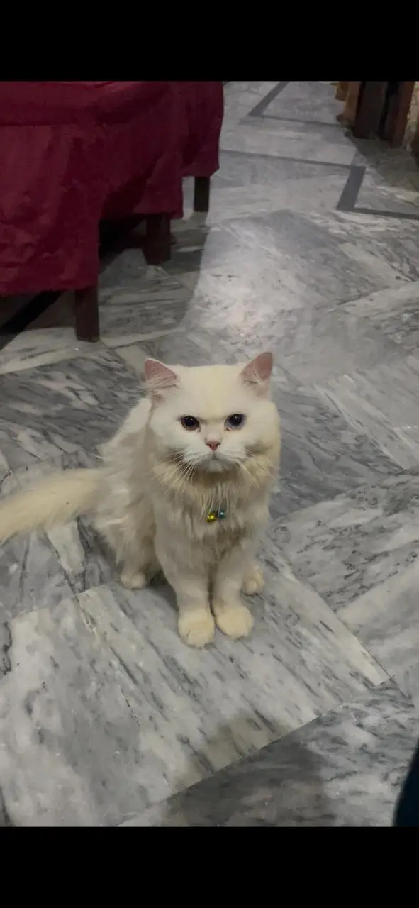 male Persian cat — photo 3