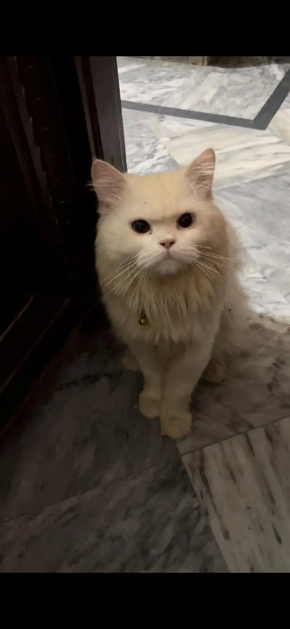 male Persian cat — photo 4