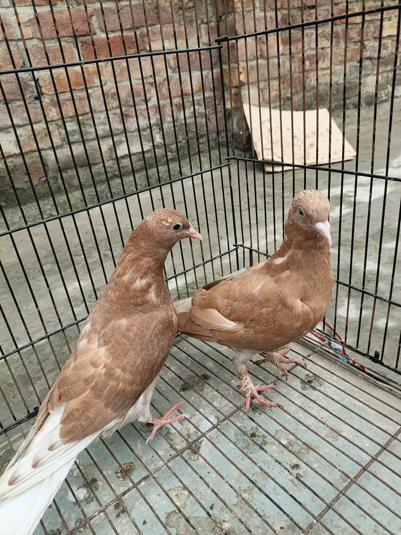 indian sherazi pairs — photo 2