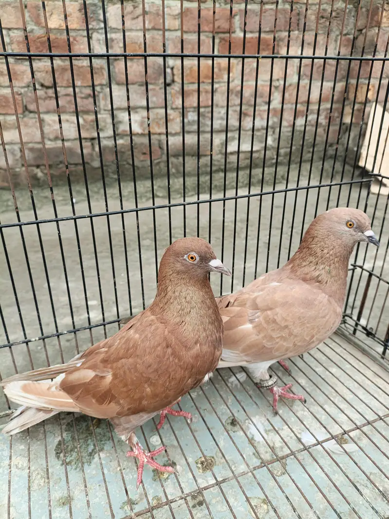 indian sherazi pairs — photo 4