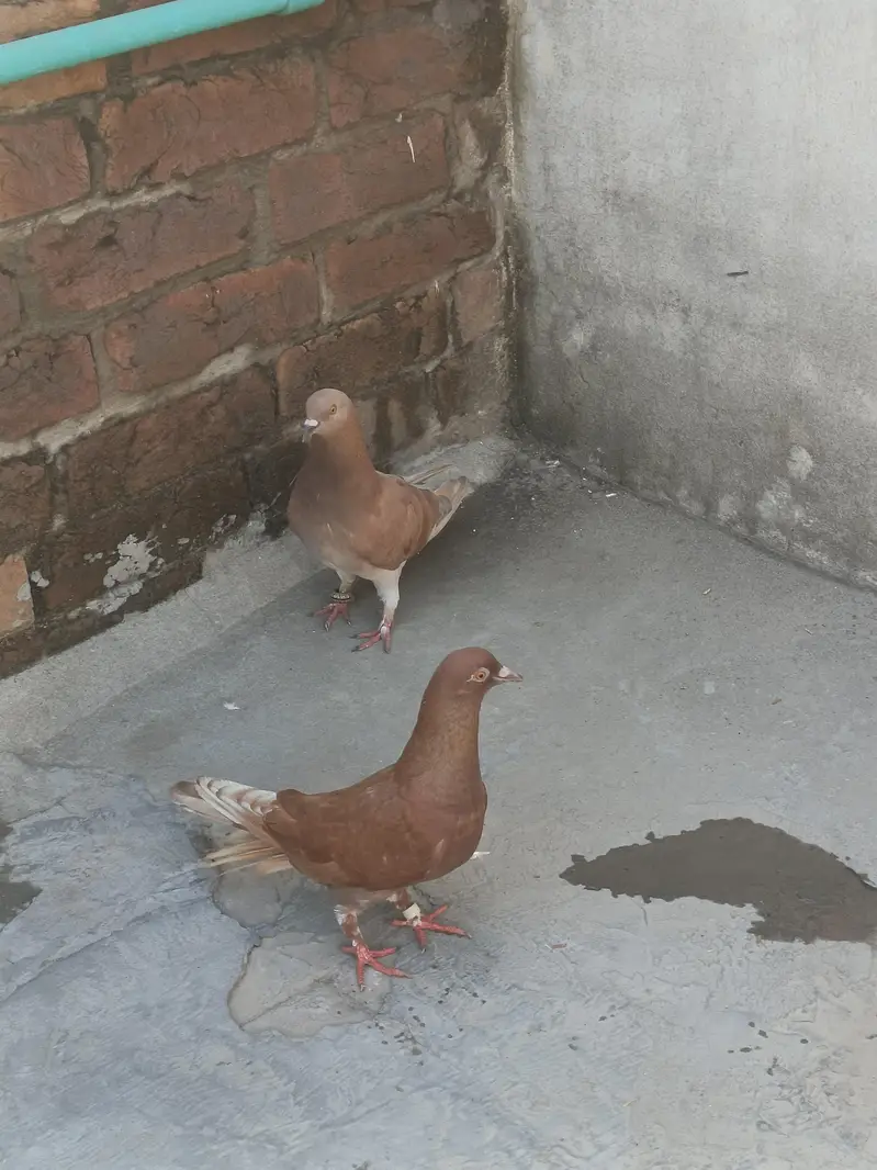 indian sherazi pairs — photo 6