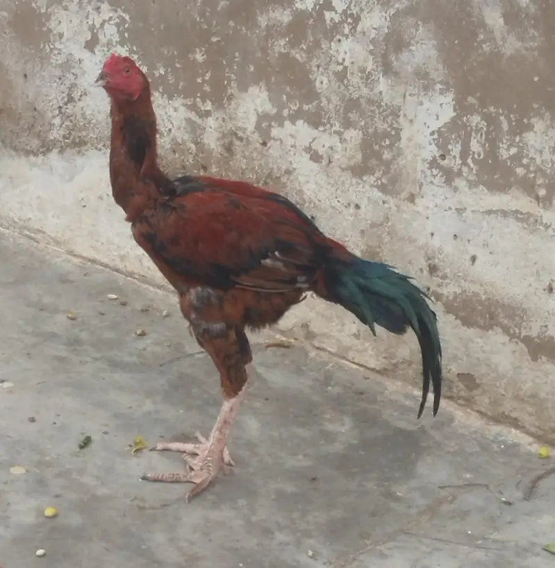 Aseel murgha — photo 2
