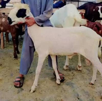 mundra sale