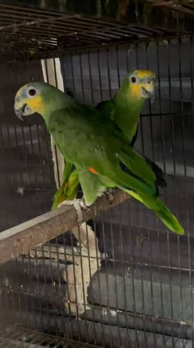 All birds and cages available on demand