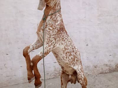 desi Bakra for sale 03242700765