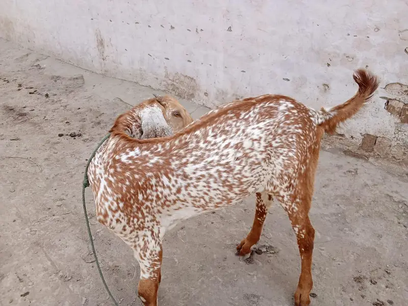 desi Bakra for sale 03242700765 — photo 2