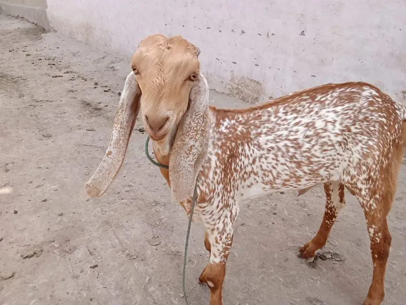 desi Bakra for sale 03242700765 — photo 3