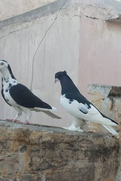 seha chap for sale 03337174133