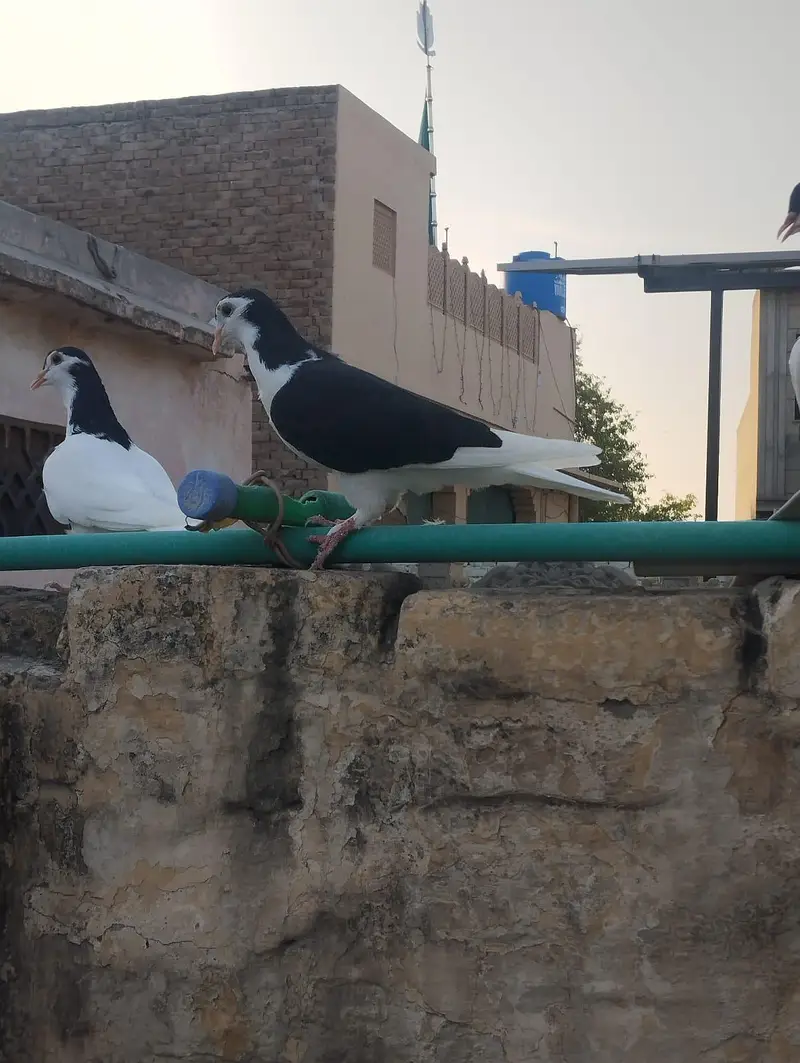 seha chap for sale 03337174133 — photo 2