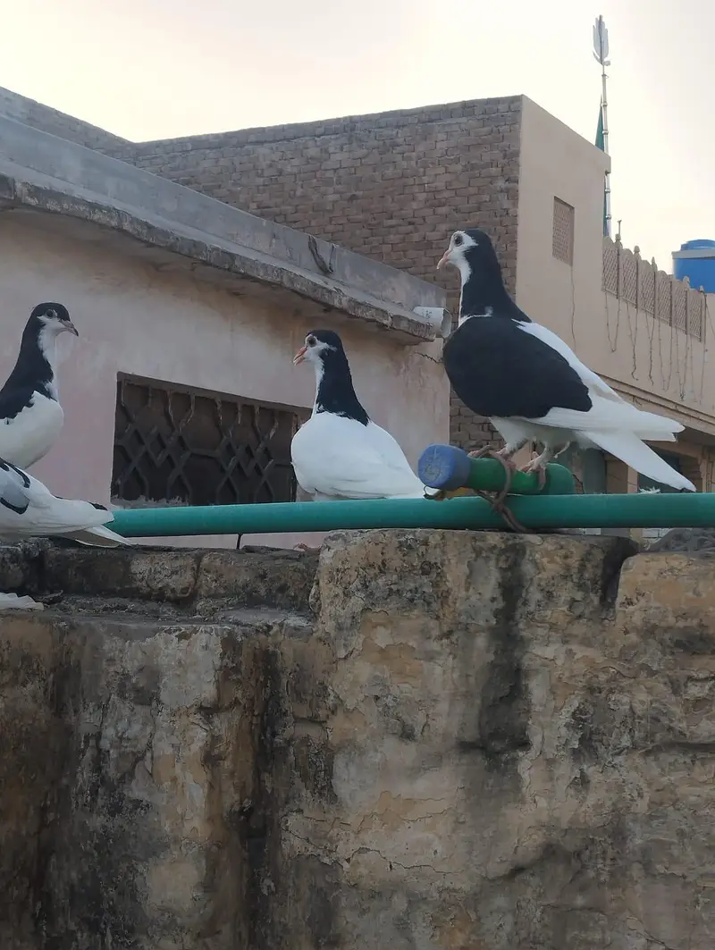 seha chap for sale 03337174133 — photo 3