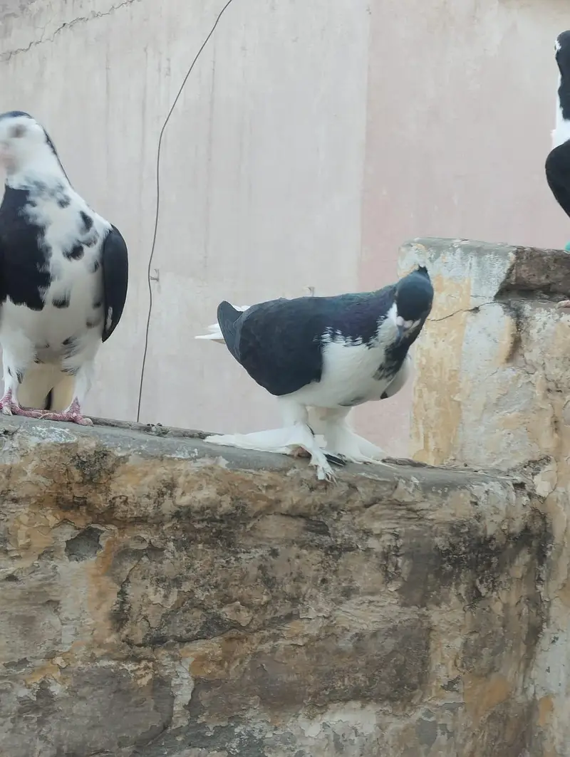 seha chap for sale 03337174133 — photo 5