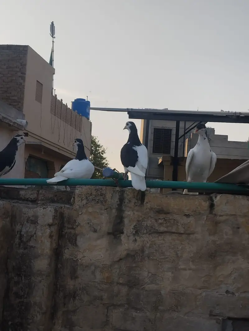 seha chap for sale 03337174133 — photo 7