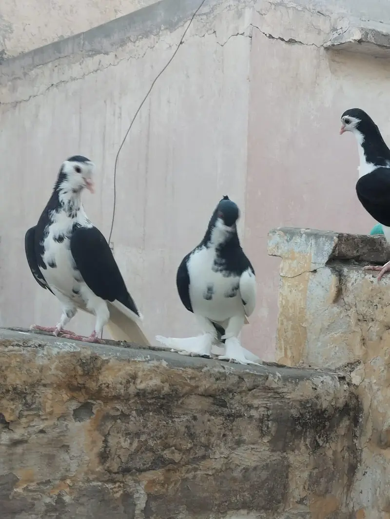 seha chap for sale 03337174133 — photo 8