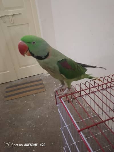 Raw parrot