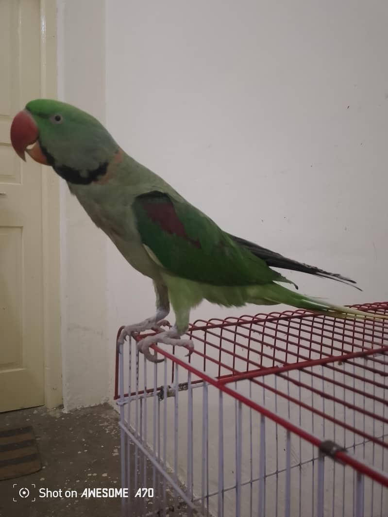 Raw parrot 1