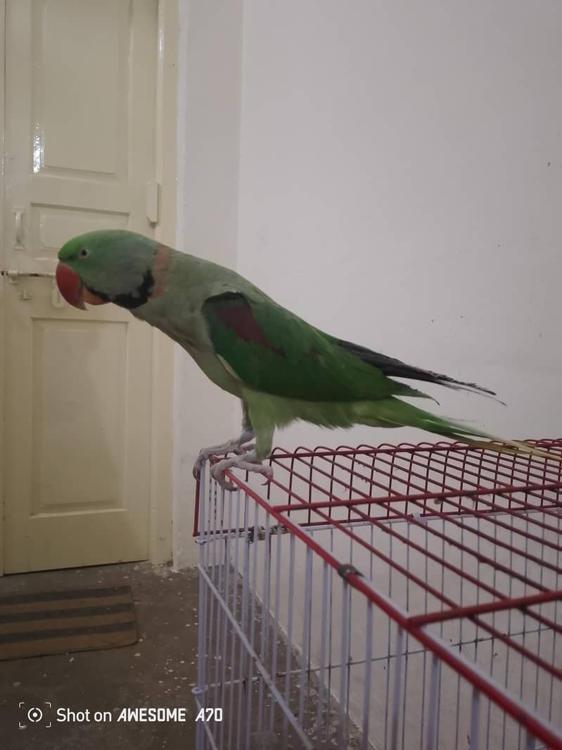Raw parrot 2