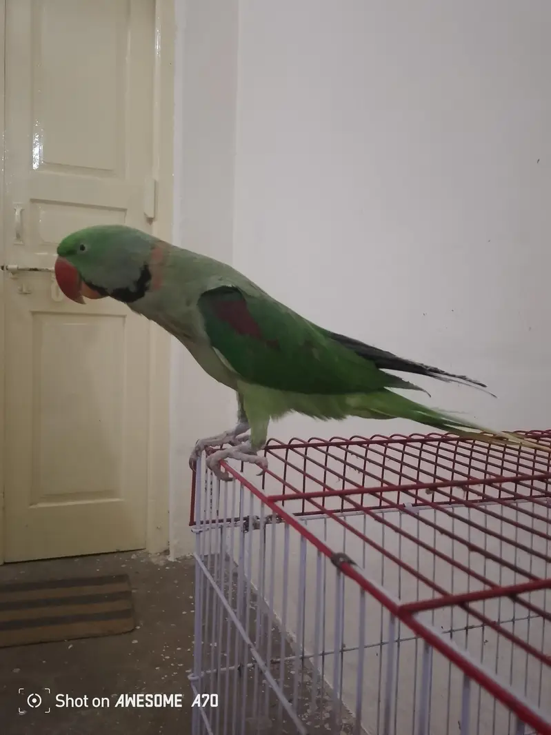 Raw parrot — photo 3