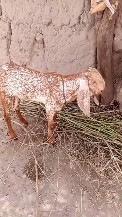 desi Bakra for Sale Mashallah Call number 03242700765