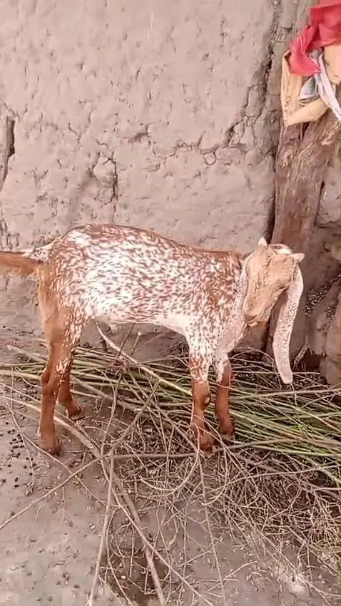 desi Bakra for Sale Mashallah Call number 03242700765 — photo 2