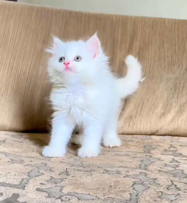 Persian kitten triple cot. for. . sale — photo 3