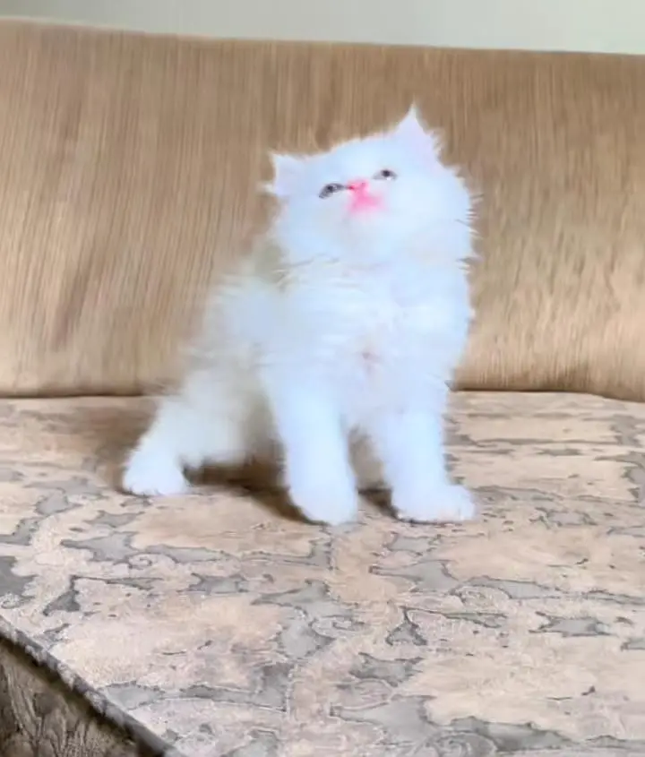 Persian kitten triple cot. for. . sale — photo 4