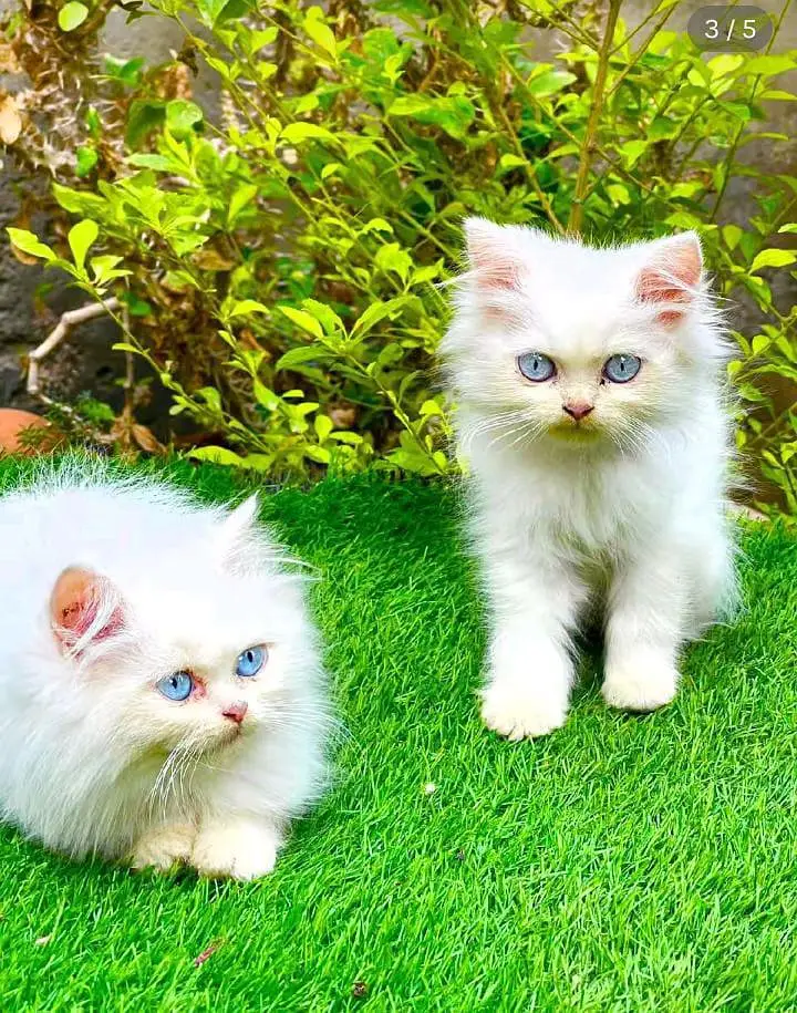 Persian kitten triple cot. for. . — photo 2