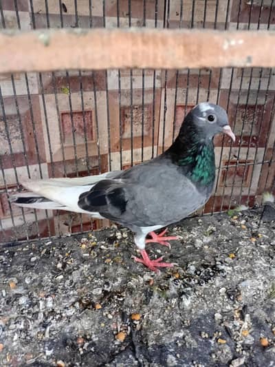 dobaz kabuter pigeon