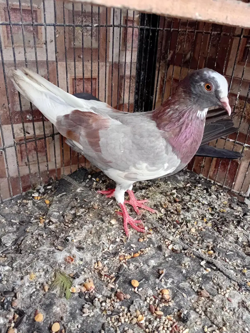 dobaz kabuter pigeon — photo 2