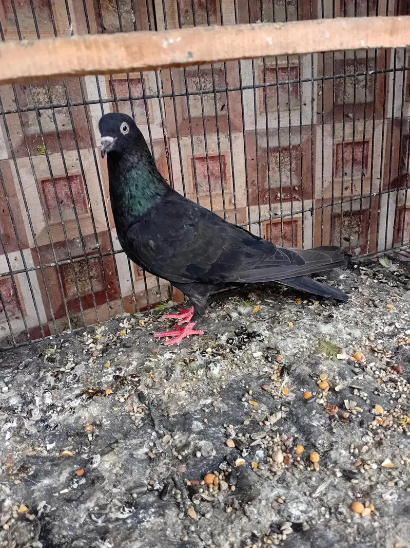dobaz kabuter pigeon — photo 3