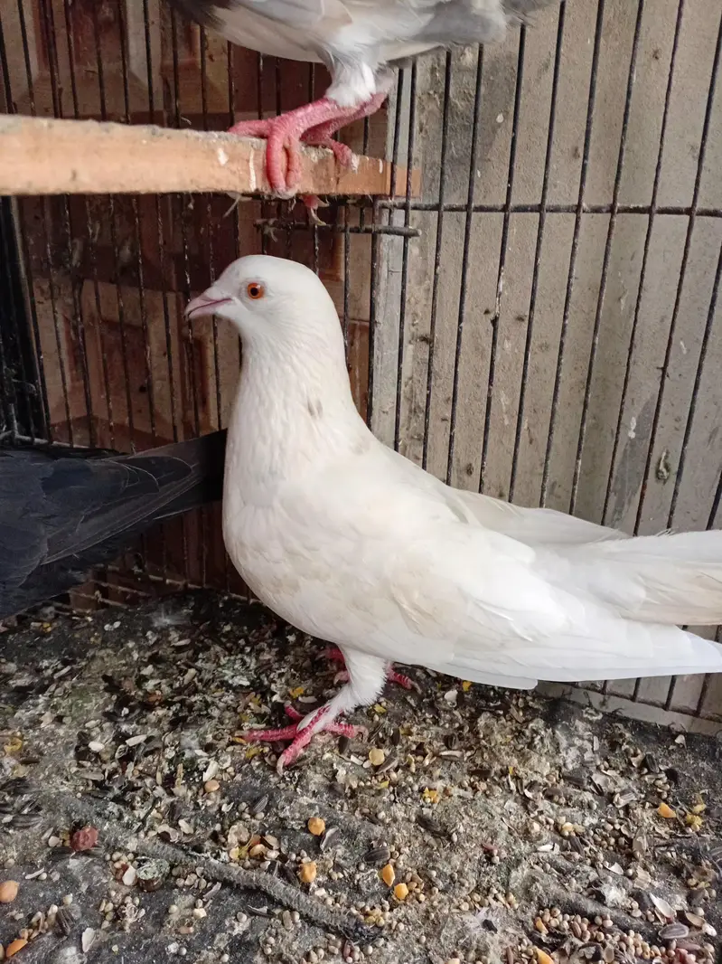 dobaz kabuter pigeon — photo 4