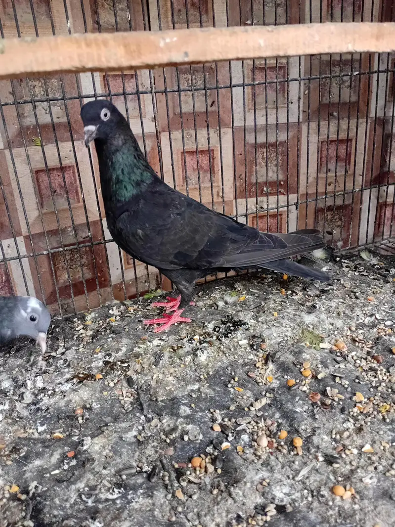 dobaz kabuter pigeon — photo 5