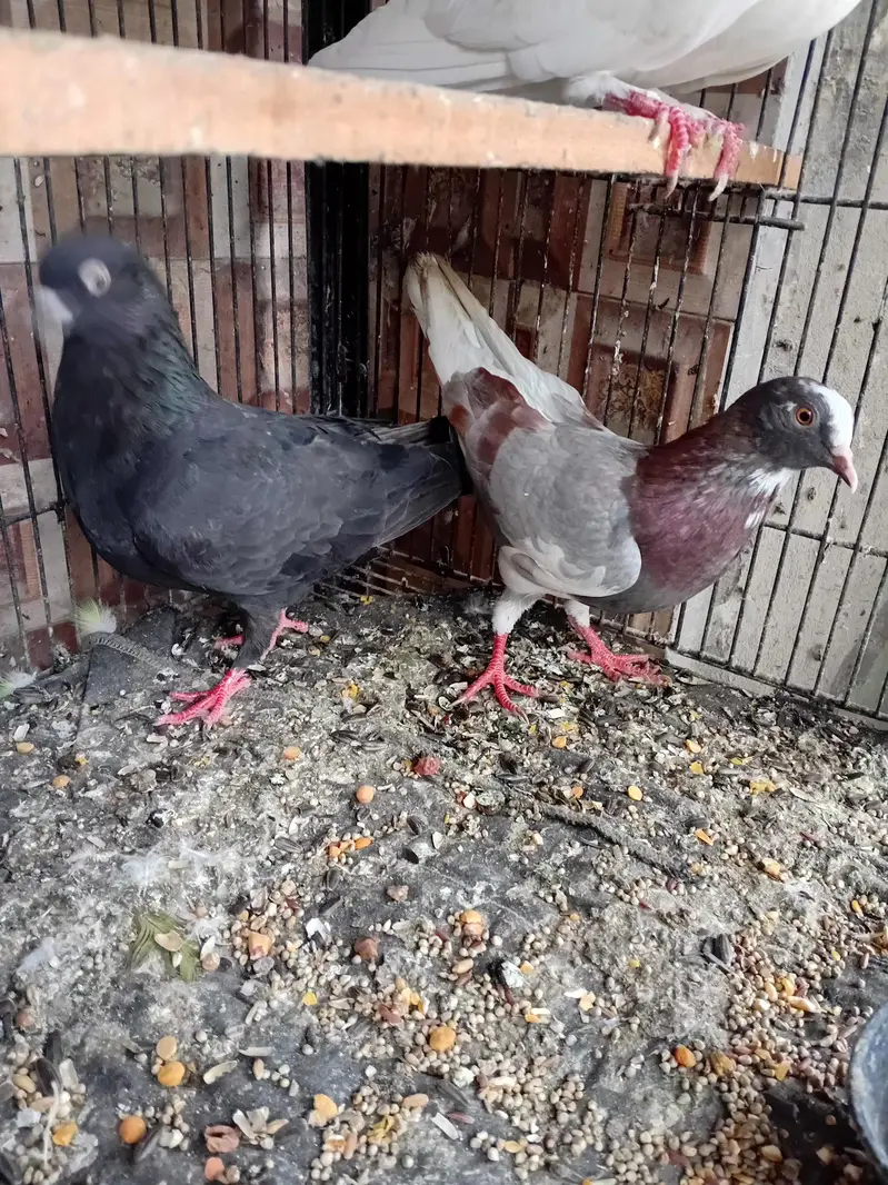 dobaz kabuter pigeon — photo 6