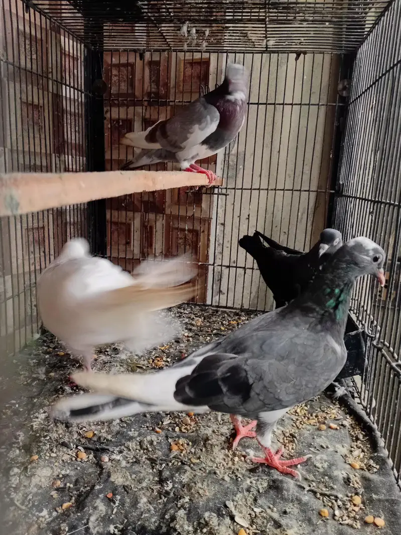 dobaz kabuter pigeon — photo 7