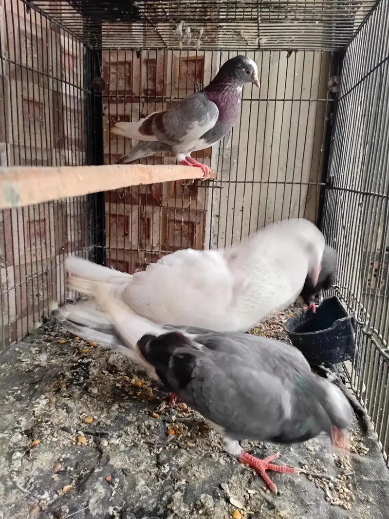 dobaz kabuter pigeon — photo 8