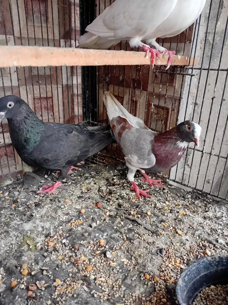 dobaz kabuter pigeon — photo 9
