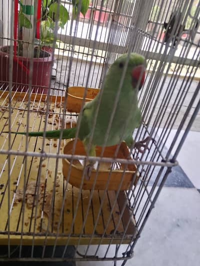 Green parrot