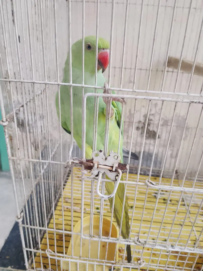 Green parrot — photo 2