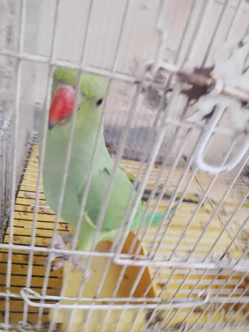 Green parrot — photo 3