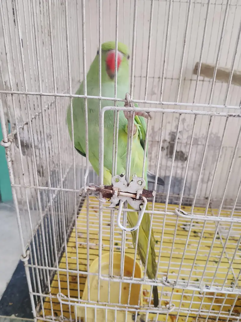Green parrot — photo 4