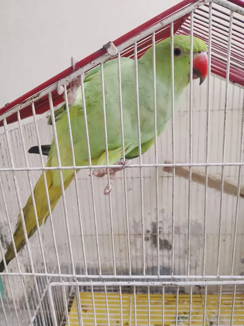 Green parrot — photo 5