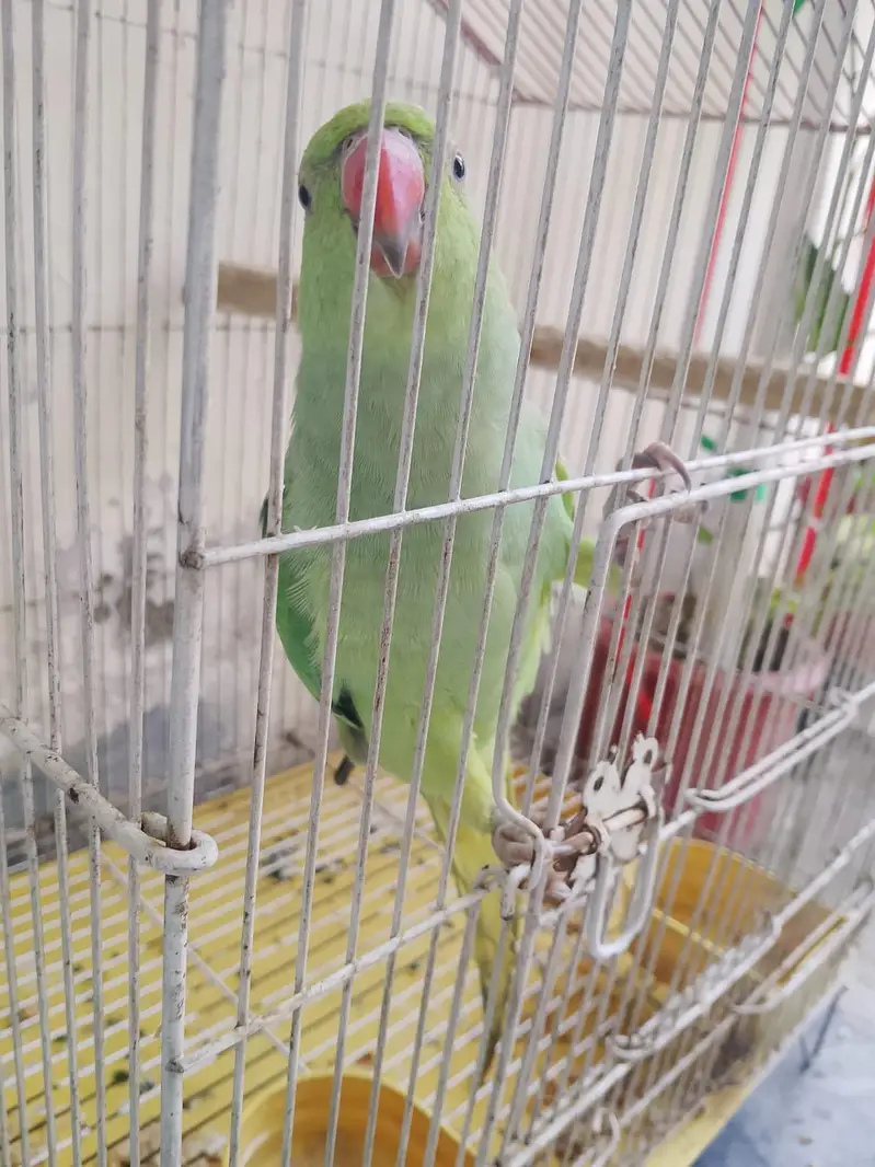 Green parrot — photo 6