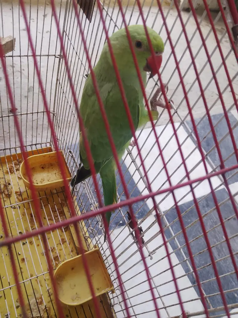 Green parrot — photo 7