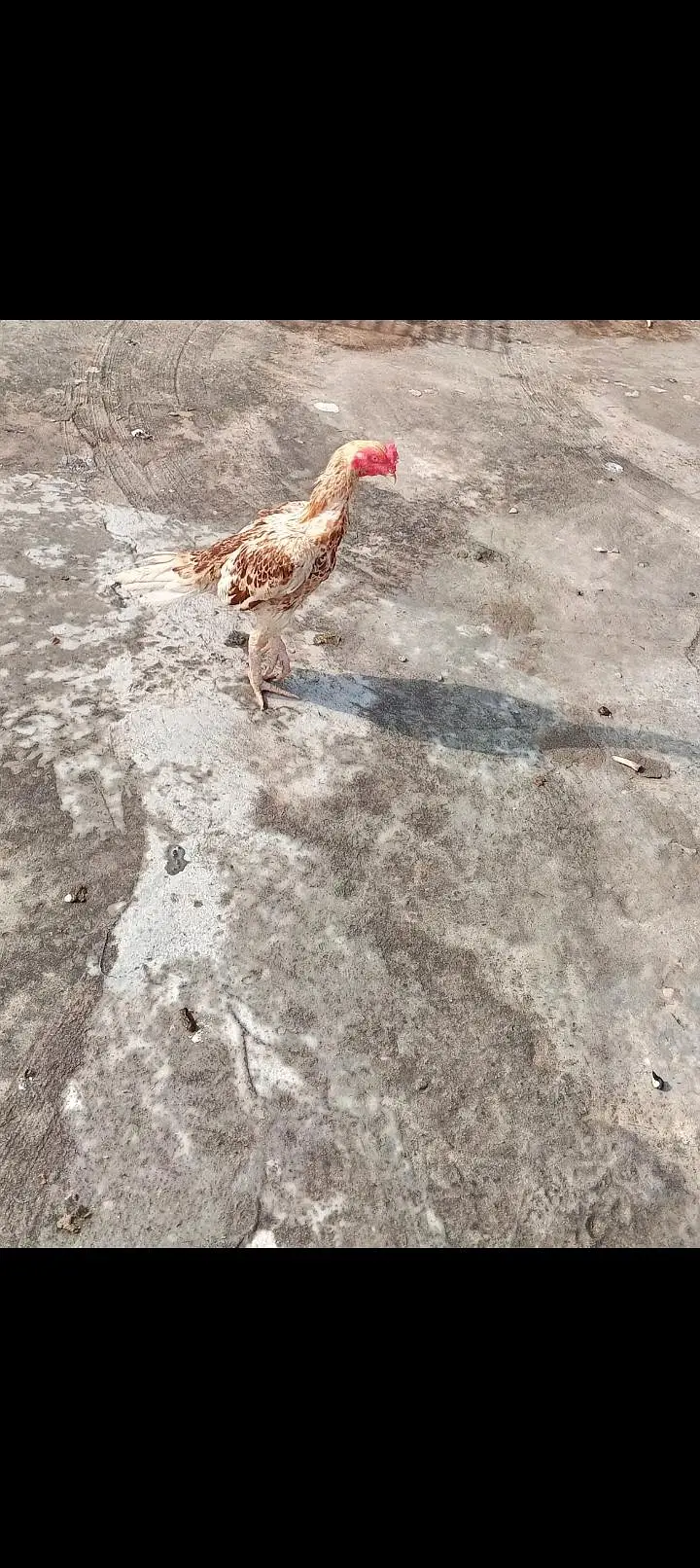 aseel mianwali nassal — photo 2