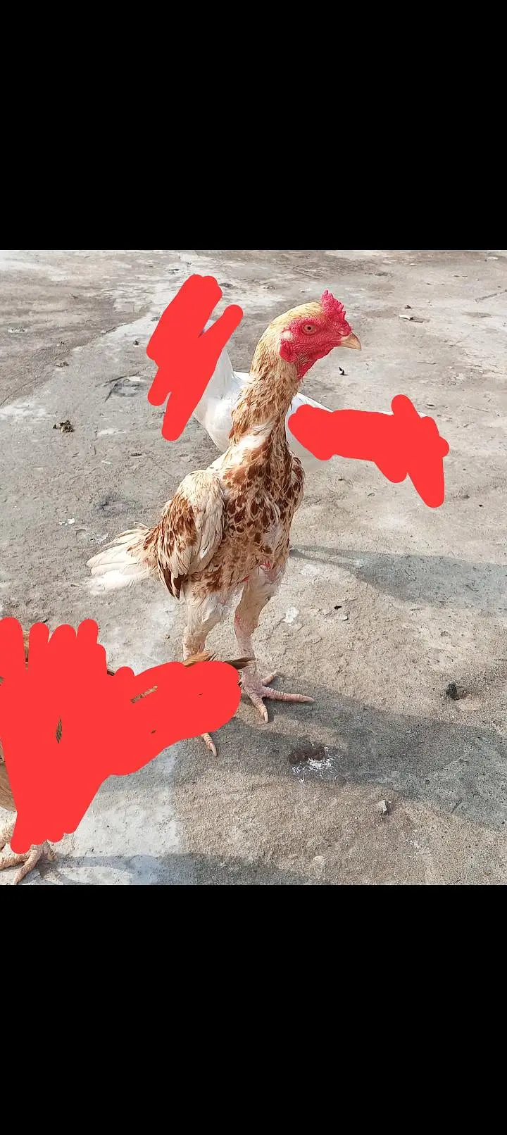 aseel mianwali nassal — photo 3
