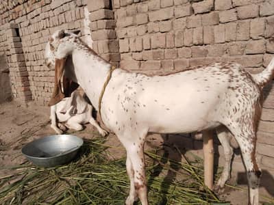 desi Bakra for Sale Mashallah Call 03242700765