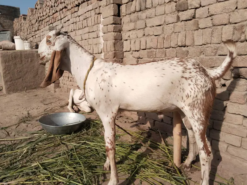desi Bakra for Sale Mashallah Call 03242700765 — photo 2