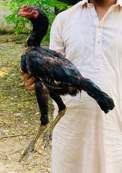 for sale hai jis Bhai ko chaye wahi rabta Kary