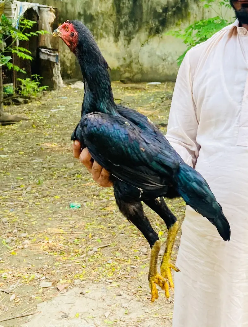 for sale hai jis Bhai ko chaye wahi rabta Kary — photo 2