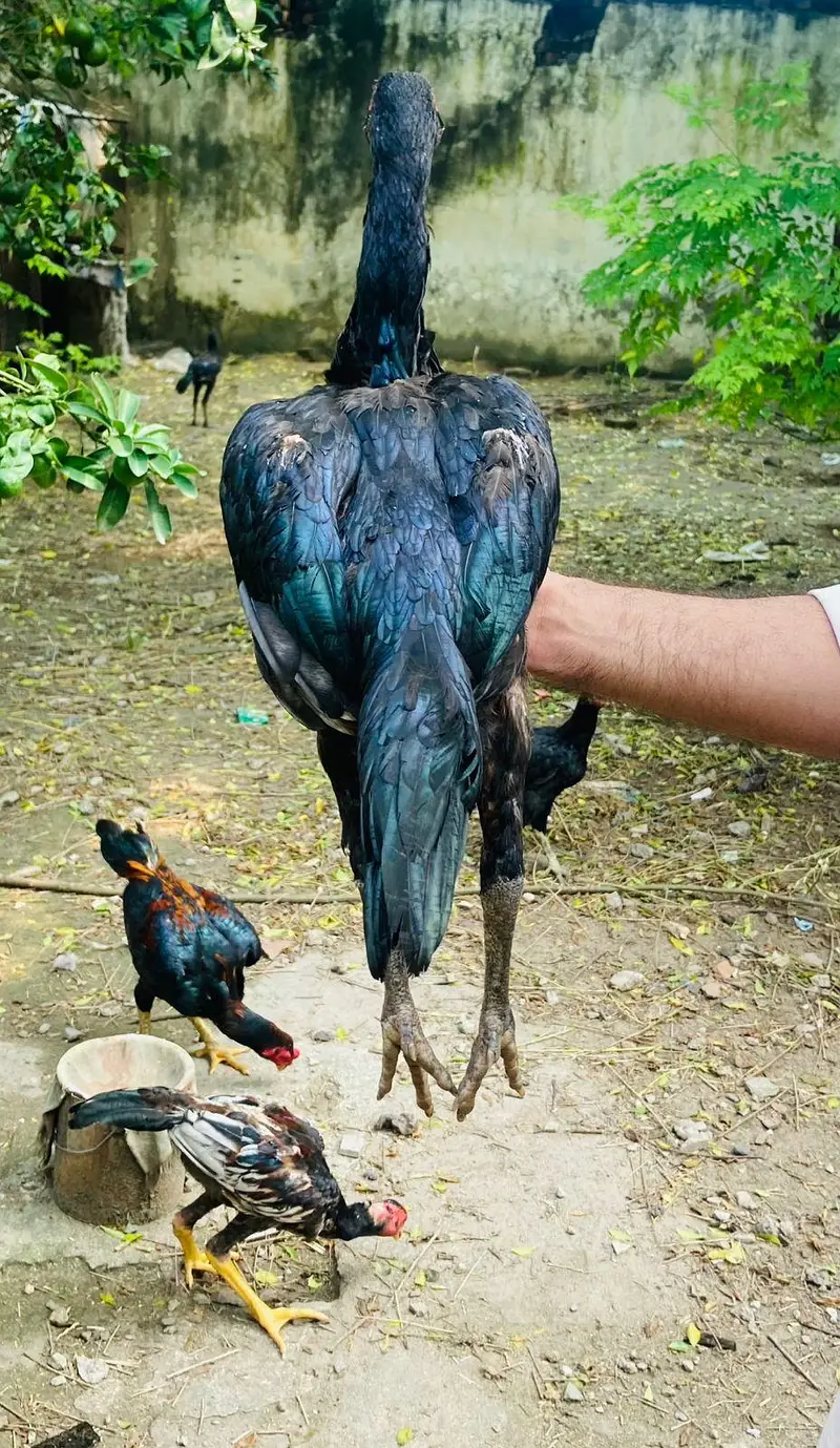 for sale hai jis Bhai ko chaye wahi rabta Kary — photo 3