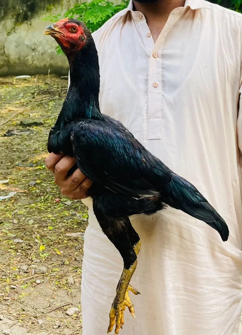 for sale hai jis Bhai ko chaye wahi rabta Kary — photo 4